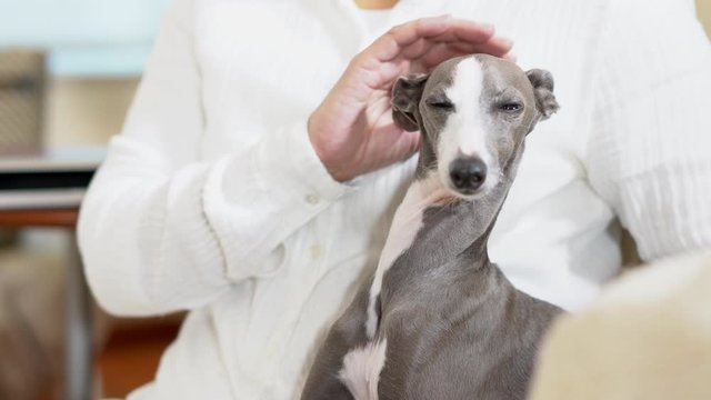 女性に撫でられるイタリアングレイハウンド犬