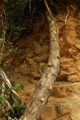 trunk of a tree