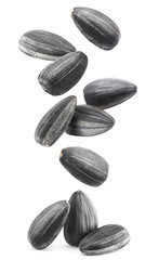 Falling delicious sunflower black seeds, isolated on white background