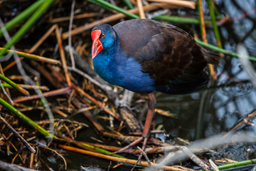 Purple Swamphen