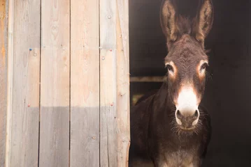 Foto op Plexiglas Portret van een ezel op de boerderij. © Dragana Gordic