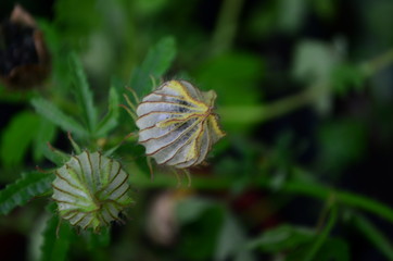 Branch of dried flowers on the bush
