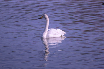 Fototapeta na wymiar Graceful swan