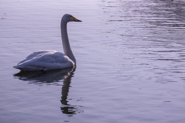 Graceful swan