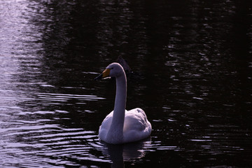 Graceful swan