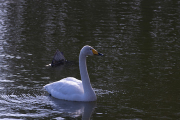 Graceful swan