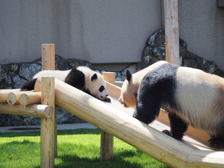 face to face by parent and child of panda on woody  slide