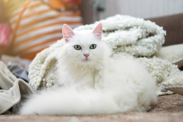 Portrait of a young white cat looking straight into the camera. He is laying on the couch