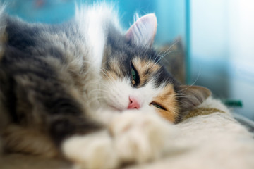 young domestic tabby cat, enjoying what cats do best, relaxes and sleeps on the couch