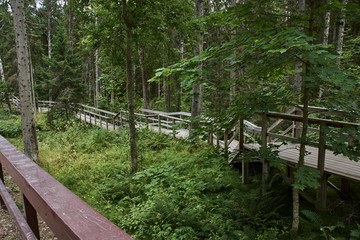 Wooden bridge in the forest.An old wooden bridge is thrown over a ravine in the forest. The railing of the bridge is also wooden. Lake Ladoga, Valaam Island, Karelia, Russia.