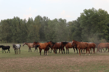 Alte farm pferde riding