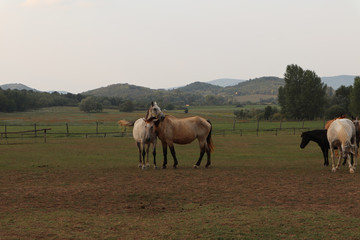 Alte farm pferde riding