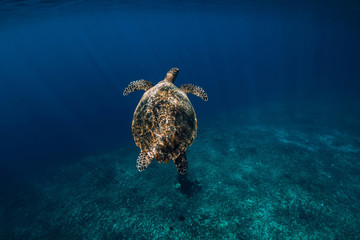 Obraz premium Sea turtle glides in ocean. Beautiful green sea turtle underwater