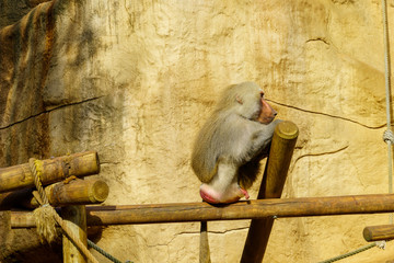 Kölner Zoo 2019