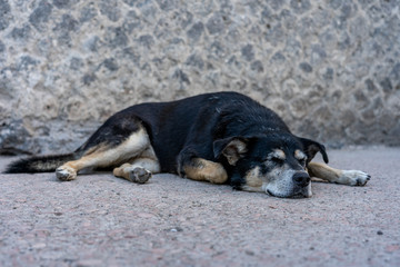 sleeping dog in ruin city of pompeij, italy