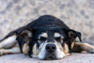 sleeping dog in ruin city of pompeij, italy