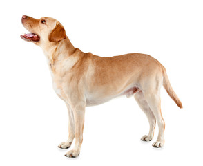 Adorable dog on white background