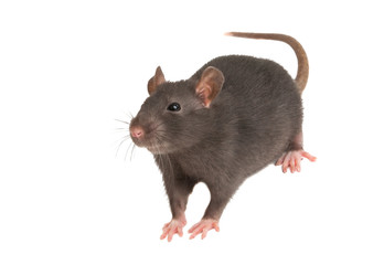 rat isolated