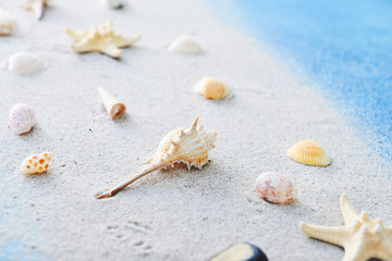 Fototapeta na wymiar Beautiful sea shells and sand on color background