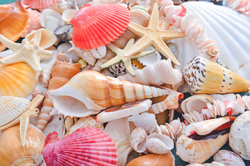 Many beautiful sea shells and starfish as background
