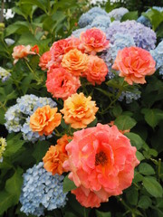 カラフルな紫陽花