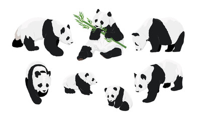 Fototapety  Set of realistic adult giant pandas bears and their cubs. Animals of China. Vector