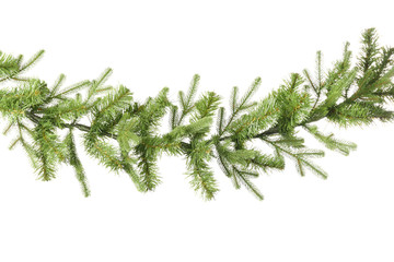 Beautiful fir branch on white background