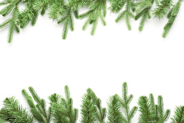 Beautiful fir branches on white background