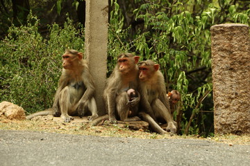 Monkey family sitting in the road in jungle