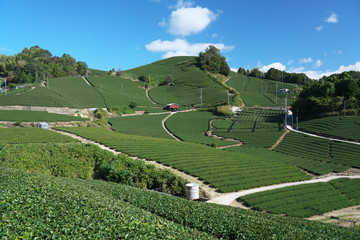 Kyoto,Japan-November 15, 2019: Beautiful Tea fields at Wazuka in Uji, Kyoto