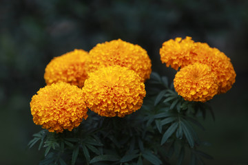 Tagetes Marigolds 'sayapatri'
