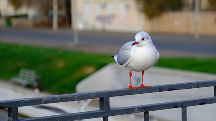  River gull on the bridge over the city canal