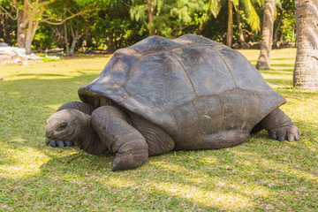 Aldabra giant tortoise, Turtle on the beach