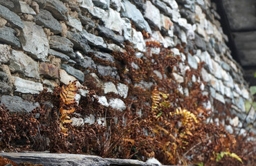 Gray stone wall and Yellow Fern leave on the wall in fall foliage autumn season - Background with Natural plants