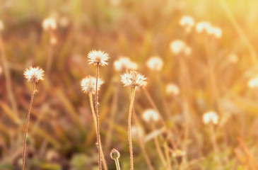 field of daisies