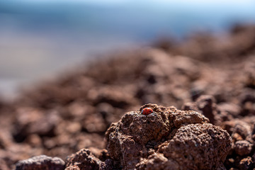 ladybug on etna volcano near messina on sicily island, italy