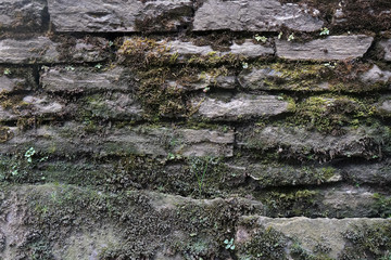 Gray stone wall and Yellow Fern leave on the wall in fall foliage autumn season - Background with Natural plants