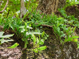 Leaves of wild garlic