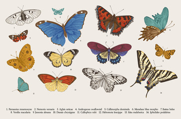 ..Butterflies. Set of elements for design. Vector vintage classic illustration. Colorful - obrazy, fototapety, plakaty