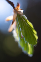 Wiosna © Jerzy