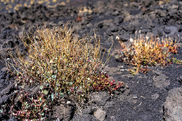 grasland in desert on etna volcano near messina on sicily island, italy