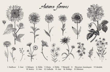 Vintage vector botanical illustration. Set. Autumn flowers. Black and white - obrazy, fototapety, plakaty