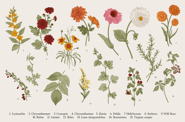 Vintage vector botanical illustration. Set. Autumn flowers and twigs. Colorful - obrazy, fototapety, plakaty