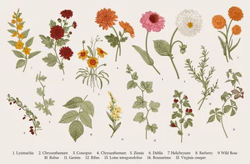 Fotobehang Vintage vector botanical illustration. Set. Autumn flowers and twigs. Colorful © OlgaKorneeva