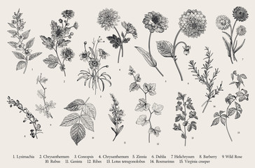 Vintage vector botanical illustration. Set. Autumn flowers and twigs. Black and white - obrazy, fototapety, plakaty