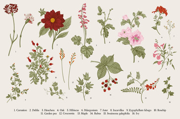Vintage ilustracji botanicznych. Zestaw. Jesienne kwiaty. Kolorowy - 303284052