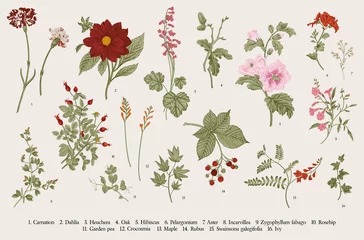 Fotobehang Vintage vector botanical illustration. Set. Autumn flowers. Colorful © OlgaKorneeva
