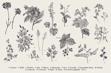 Vintage vector botanical illustration. Set. Autumn flowers. Black and white.. - obrazy, fototapety, plakaty