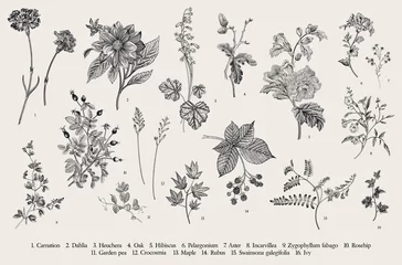 Fotobehang Vintage vector botanical illustration. Set. Autumn flowers. Black and white.. © OlgaKorneeva