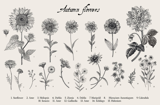 Vintage vector botanical illustration. Set. Autumn flowers. Black and white
